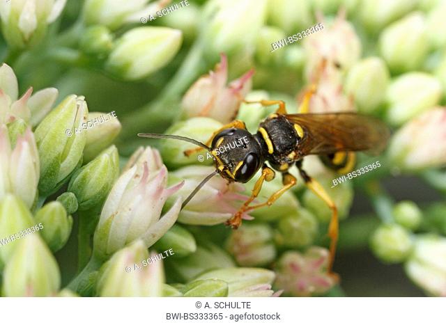 field digger wasp (Mellinus arvensis), drinks nectar from a Sedum flower, Germany, Bavaria