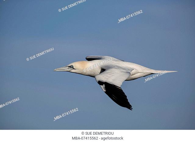 Gannet sea bird gull in flight