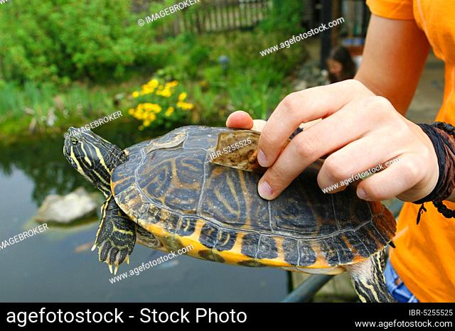 Hieroglyphic River Cooter, shedding skin on shell (Pseudemys hieroglyphica)
