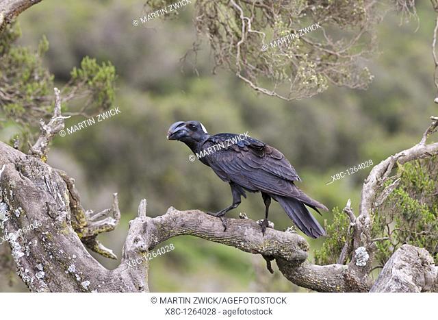 Thick-billed raven Corvus crassirostris in the highlands of Ethiopia, Thick-billed ravens are together with Common ravens the largest birds of the passeriformes...