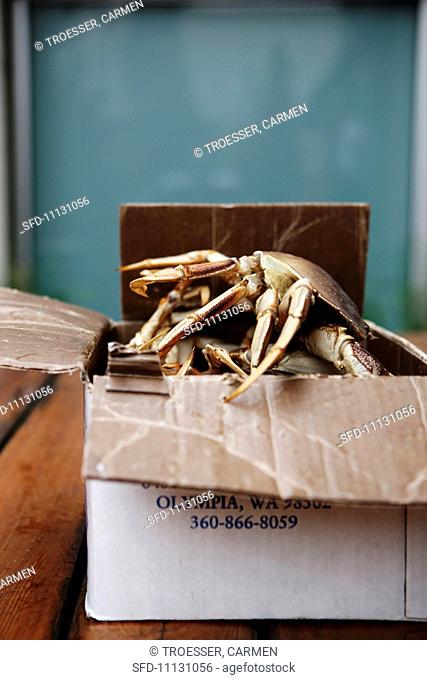 Live Dungeness Crabs Climbing Out of a Box