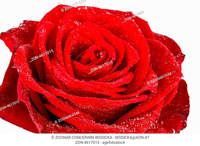 Eine rote Rose vor weißem Hintergrund. Symbolfoto für Schönheit, Liebe, Valentinstag