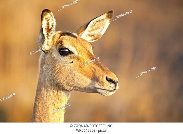 Impala, Schwarzfersenantilope Aepyceros melampus, Krueger Nationalpark, Suedafrika, Afrika, Impala, South Africa, Kruger National Park