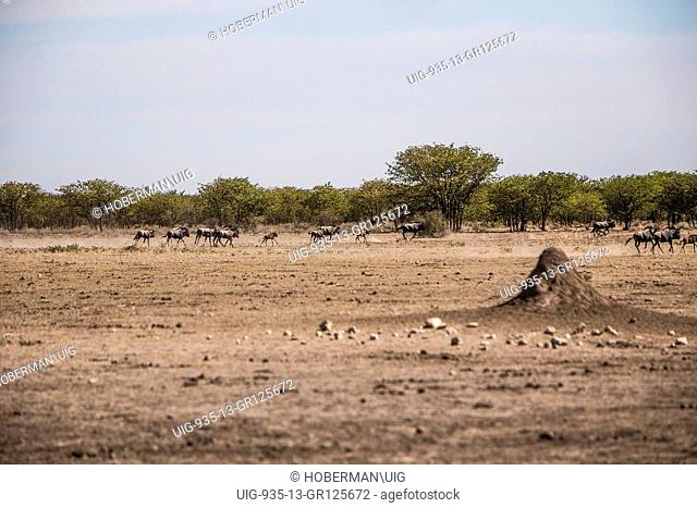 Running Wildebeeste At Etosha National Park