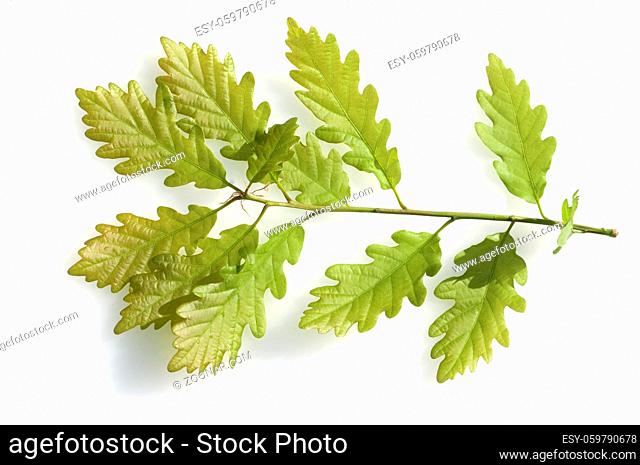 Eichensproessling, Eichenblatt; Quercus; Robur; Eiche