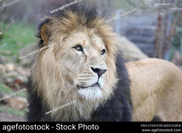 19 April 2021, Thuringia, Erfurt: Lion Aslam stands in the enclosure at Thüringer Zoopark. Photo: Bodo Schackow/dpa-Zentralbild/dpa