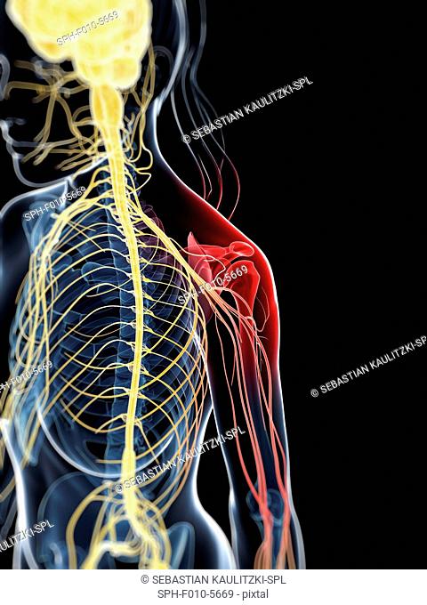Human shoulder nerve pain, computer artwork