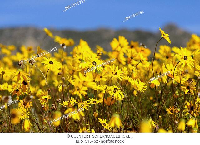 Flower meadow with daisies in spring, Namaqualand, South Africa