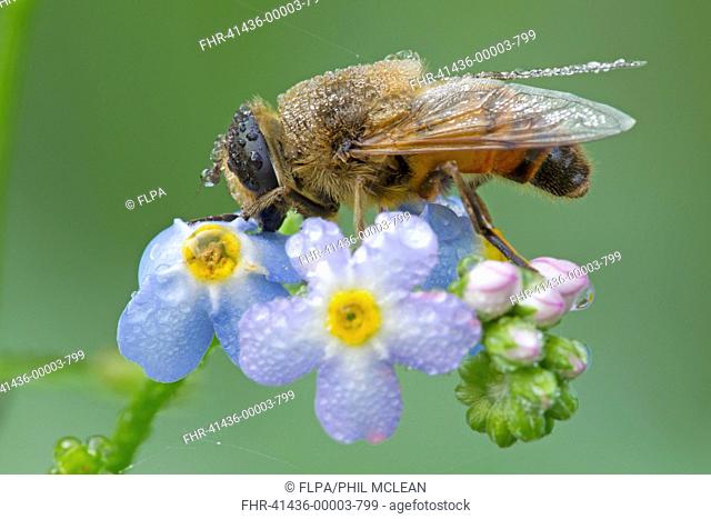Drone fly (Eristalis nemorum) adult, resting on forget-me-not flowers covered in raindrops, River Whiteadder, Berwickshire, Scottish Borders, Scotland