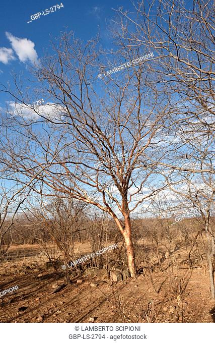 Tree Imburana, dry, 2017, Caatinga, Boa Vista, Paraíba, Brazil