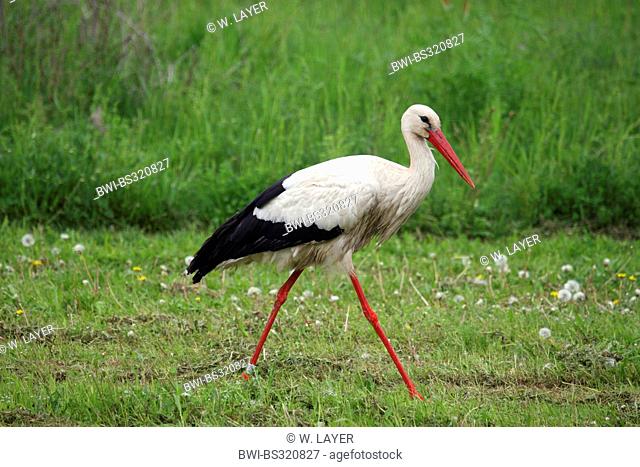 white stork (Ciconia ciconia), walking in a meadow, Germany