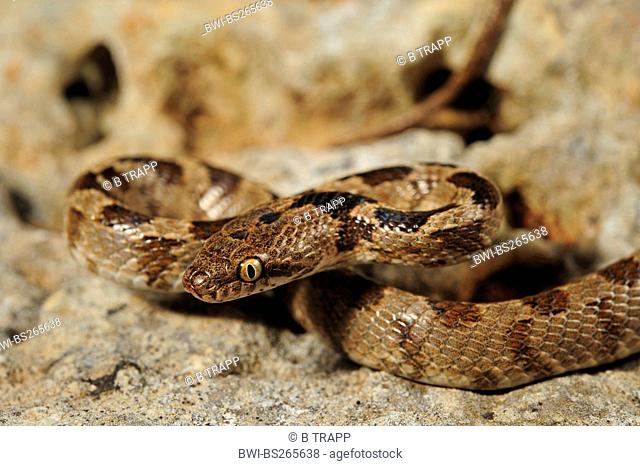 cat snake, European cat snake Telescopus fallax, juvenile on a rock, Croatia, Istria, Dvigrad , Kanfanar