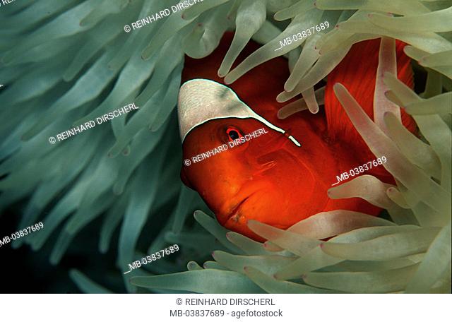 Thorn anemone fish, Premnas aculeatus, marine anemone