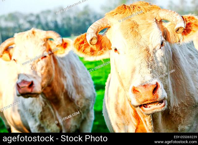 Two blonde d'Aquitaine pedigree cows in a green natural meadow