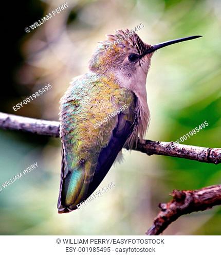 Anna's Hummingbird, calpyte anna, female, feed on nectar and live in North America, Feathers