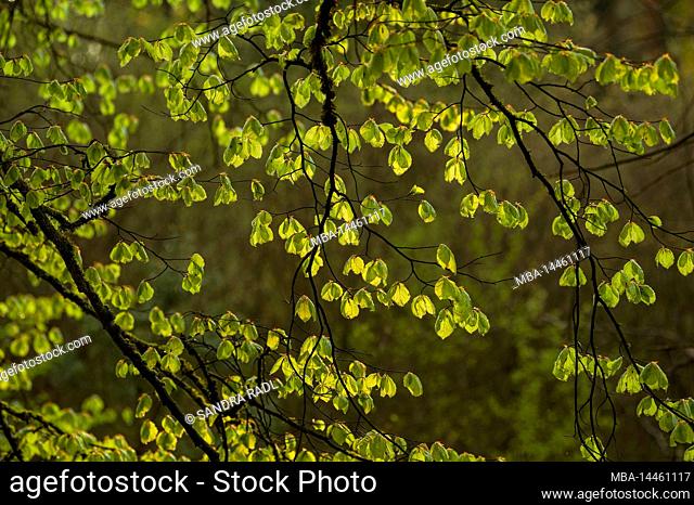 young light green leaves of copper beech shine in evening light, spring, Pfälzerwald Nature Park, Pfälzerwald-Nordvogesen Biosphere Reserve