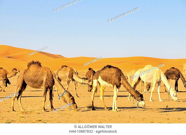 Africa, Morocco, Maghreb, North Africa, sand dunes, erg Chebbi, desert, dunes, Sahara, sand, nature, dromedaries, camels, scenery