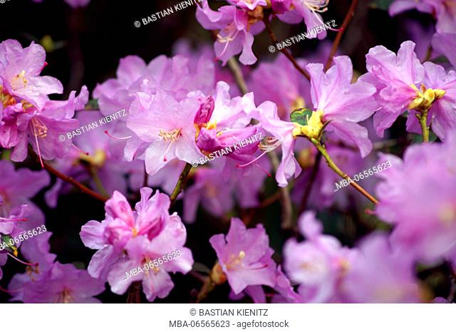 Photography of a purple azalea