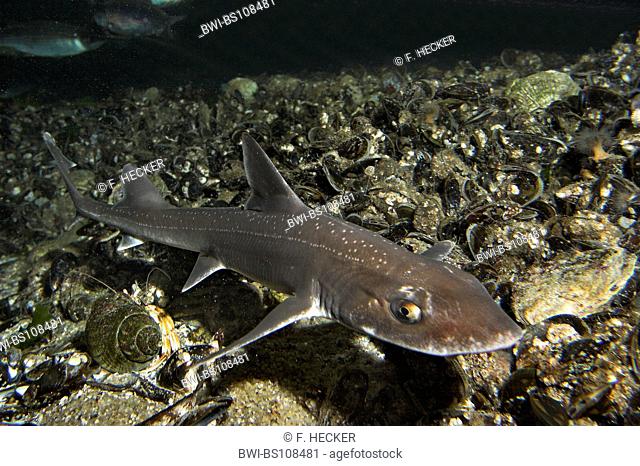 hound shark (Mustelus asterias), swimming above seabed