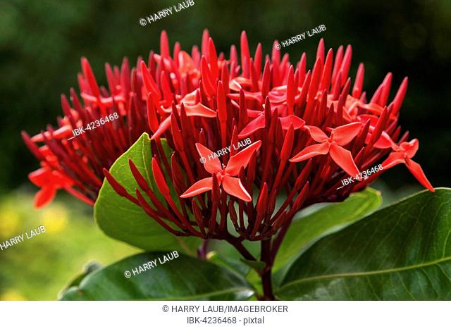 Jungle geranium, also flame of the woods or jungle flame (Ixora coccinea) blossom, La Digue Island, Seychelles