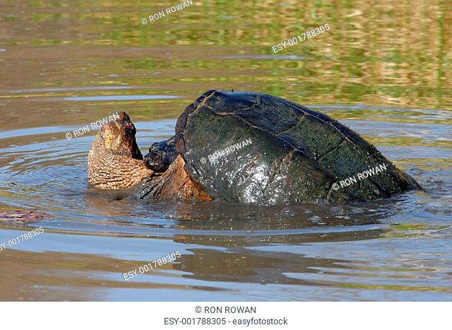 Common Snapping Turtle Chelydra serpentina