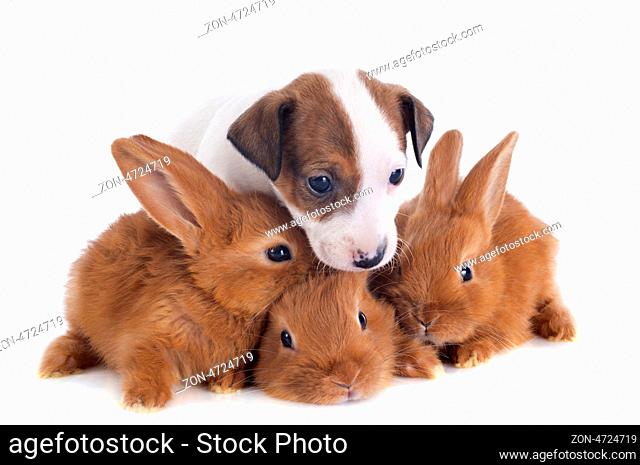 portrait of a cute purebred puppy jack russel terrier and bunnies in front of white background