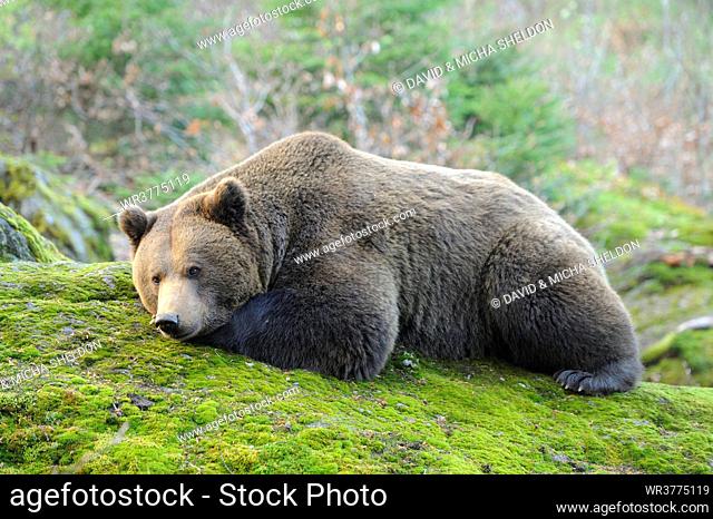 Brown bear in Bavarian Forest National Park, Germany