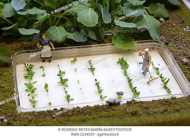 February 13, 2019, Tokyo, Japan - Vegetables grow in a hydroponic grow box 'Living Farm' during the 87th Tokyo International Gift Show (TIGS) Spring 2019 in...