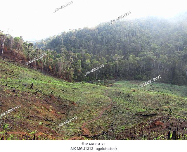 Slash and burn agriculture near the entrance of Andasibe-Mantadia National Park in Madagascar. A major threat to all the natural habitats