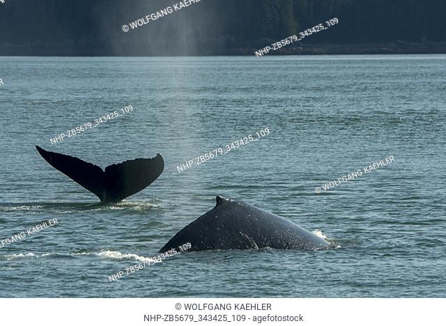 Humpback Whales diving to feed in the waters of Stephens Passage, a channel between Admiralty Island to the west and the Alaska mainland and Douglas Island to...