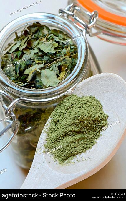 Dried Moringa leaves in glass container, Moringa powder on spoon, Moringa tea (Moringa oleifera)