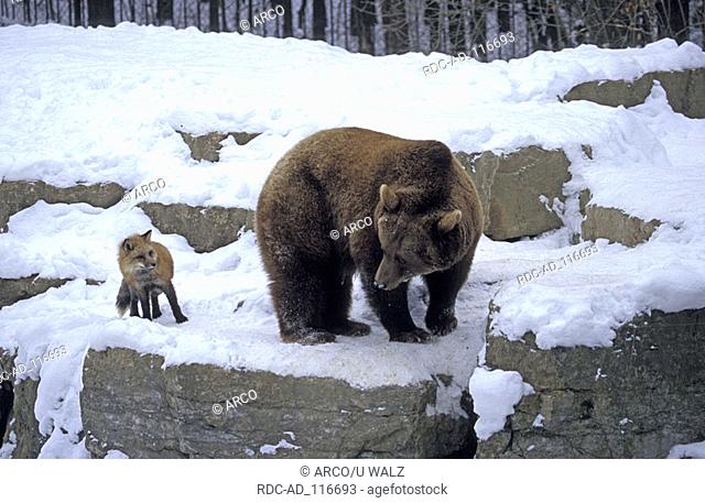 European Brown Bear and Red Fox Ursus arctos Vulpes vulpes