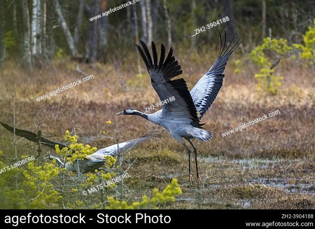Two Common cranes, Grus grus walking in forest and flapping their wings to fly away, Jokkmokk county, Swedish Lapland, sweden