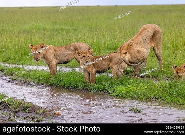Africa, East Africa, Kenya, Masai Mara National Reserve, National Park, Babies lion (Panthera leo), in savanna, in the water after the rain