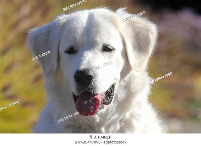 Slovakian Chuvach (Canis lupus f. familiaris), seventeen months old she dog, portrait, Germany
