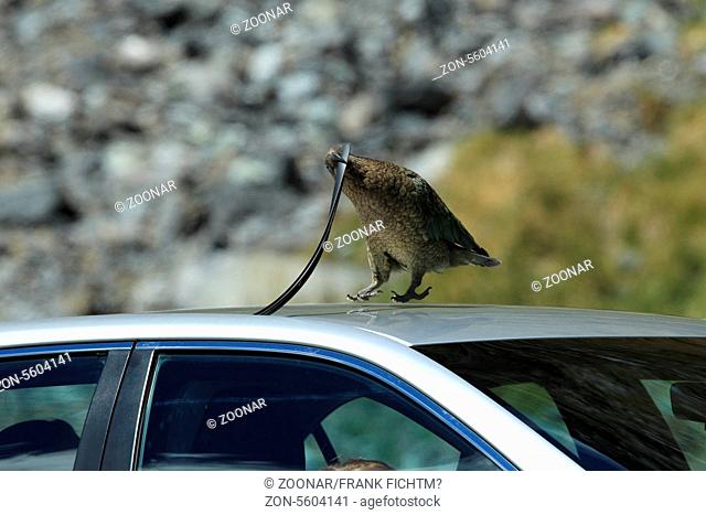 Kea auf Autodach Neuseeland