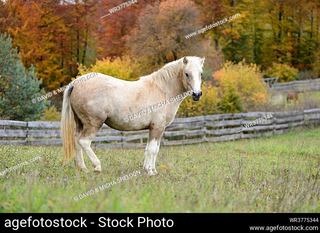 Horse on a paddock