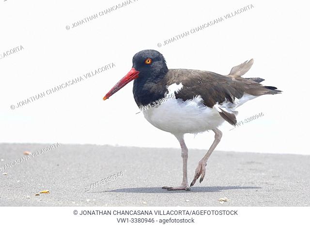 American oystercatcher (Haematopus palliatus), an example found on the shore of the beach looking for its food. lima - Perú
