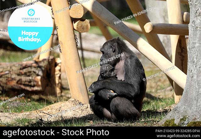23 April 2021, Mecklenburg-Western Pomerania, Rostock: Mother Zola and son Moyo are on the climbing frame in the Darwineum's outdoor enclosure for the first...