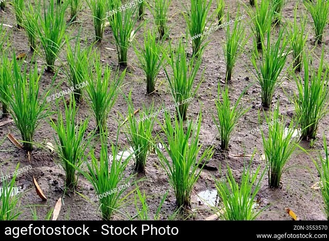 Rows of green rice on the wet field, Sumatra