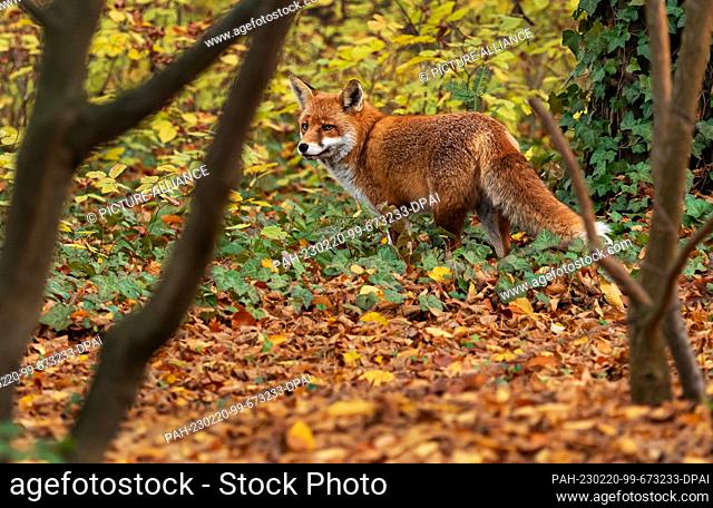 02 November 2022, Berlin: 02.11.2022, Berlin. An old capital fox (Vulpes vulpes), a male animal, stands among colorful leaves on an autumn day in the Botanical...