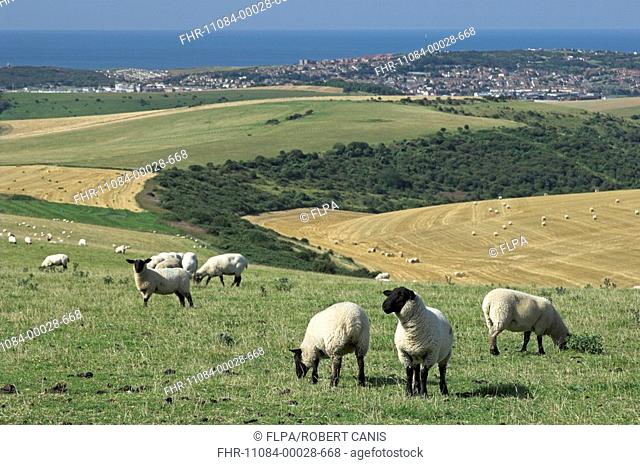 Domestic Sheep, Suffolk sheep grazing, near coast, view towards Newhaven, South Downs, East Sussex, England, summer