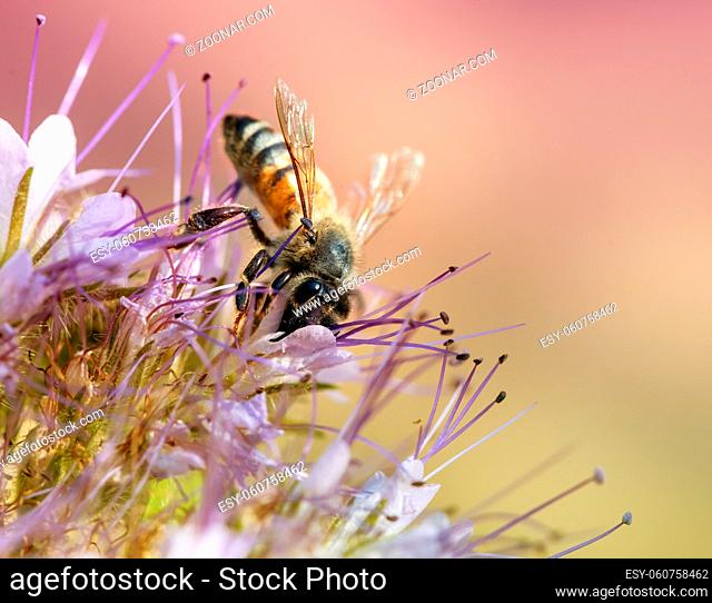 Macro of a bee collecting nectar at a blossom