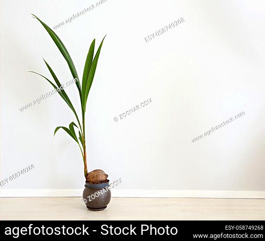 Tropical plant with green leaves. Coconut in the livingroom