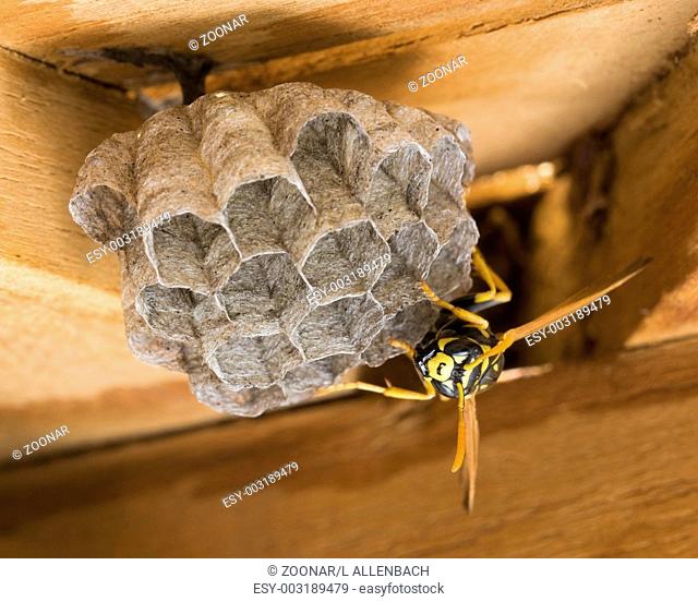 a wasp is building a nest