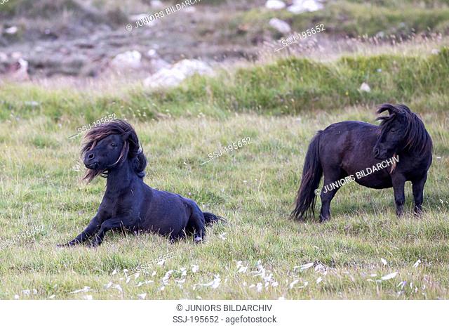 Shetland Pony Black mare raising after wallowing Unst, Shetlands