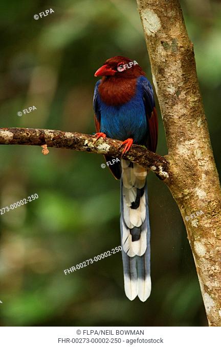 Ceylon Magpie Urocissa ornata adult, perched on branch, Sinharaja Forest N P , Sri Lanka, december