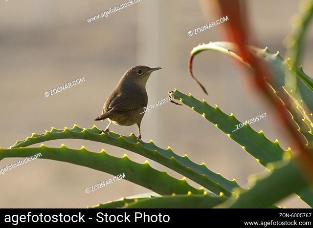 House Wren who sits on the bush of aloe in the early morning
