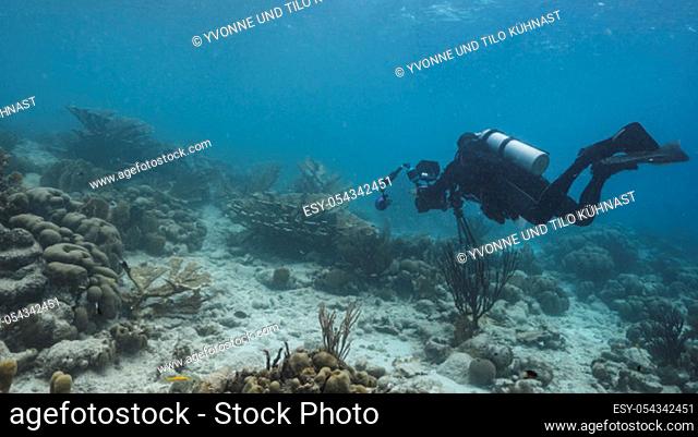 Seascape of coral reef in Caribbean Sea / Curacao with fish, coral, sponge and diver