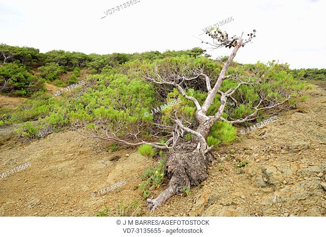 Aleppo pine (Pinus halepensis) is a coniferous tree native to Mediterranean Basin. It is specially abundant in eastern Spain. Wind adaptation
